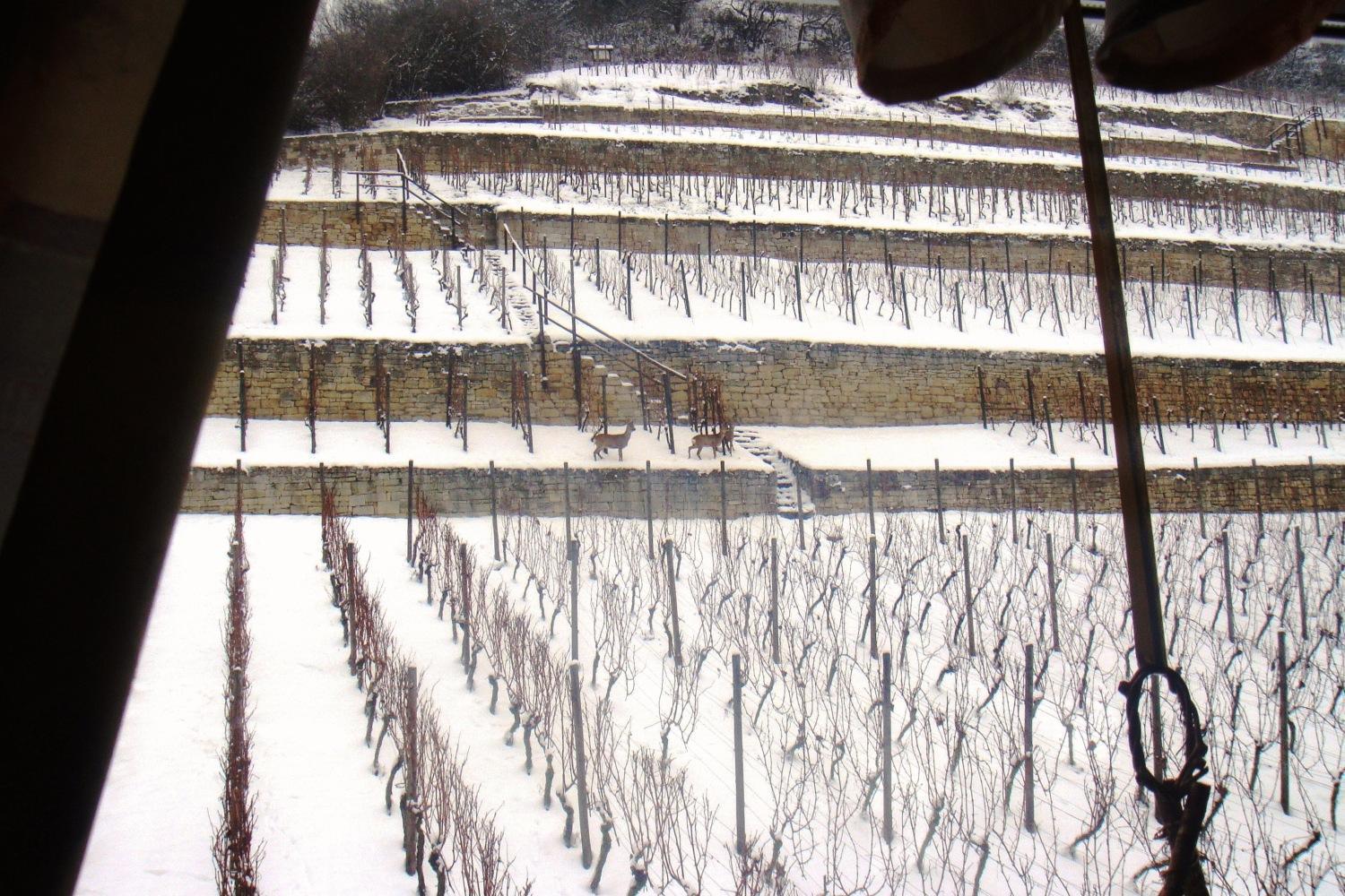 Landhotel Weingut Schulze Freyburg Ngoại thất bức ảnh